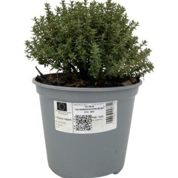 THYMUS FAUSTINI BIO