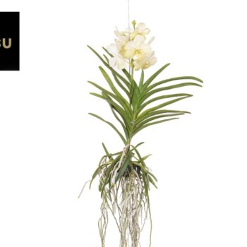 Vanda Tayanee White Large