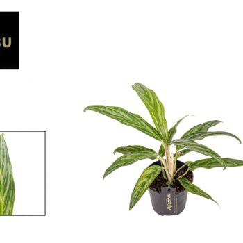 Aglaonema Sunray Green