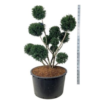 Taxus media 'Groenland'