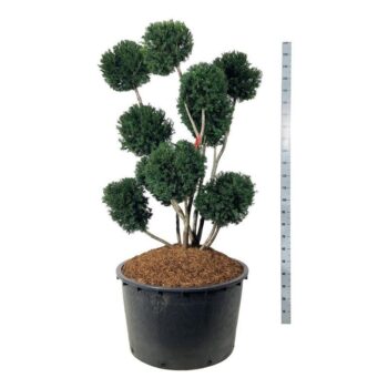 Taxus media 'Groenland'