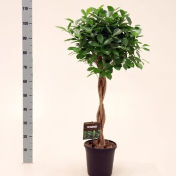 Ficus Moclame