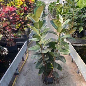 Ficus robusta 2pp 25/19 h120