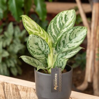 Aglaonema Jungle Silver