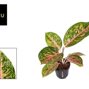Aglaonema Spring Red