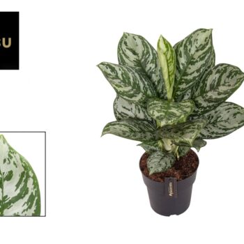 Aglaonema Jungle Silver