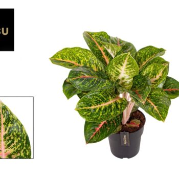 Aglaonema Spring Red
