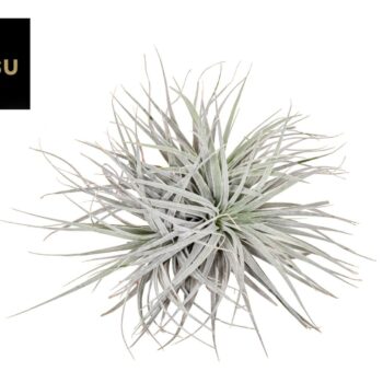 Tillandsia Super Silver XL