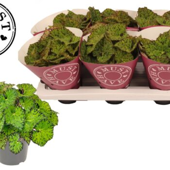 Bladbegonia Rex Lime Fever MUST HAVE