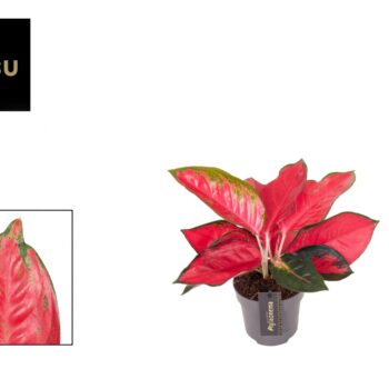 Aglaonema Chili Red