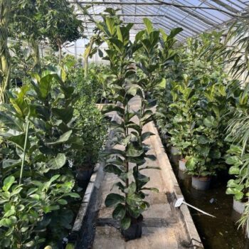 Ficus lyrata bambino 4 pp h180