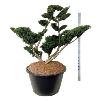 Taxus media 'Farmen'