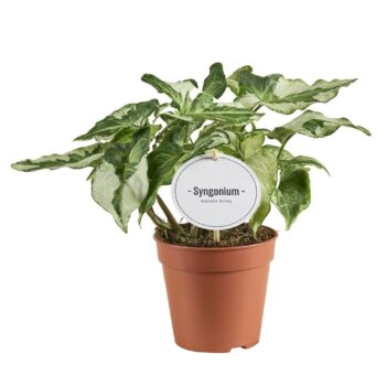 Syngonium Three Kings