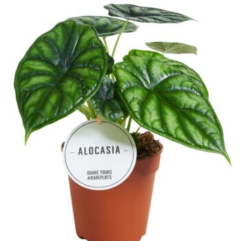 Alocasia Dragon Scale