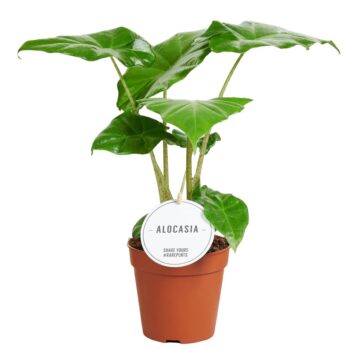 Alocasia Portodora