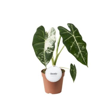 Alocasia Frydek Variegata