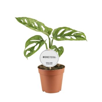 Monstera Adansonii Mint
