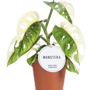 Monstera Adansonii Variegata
