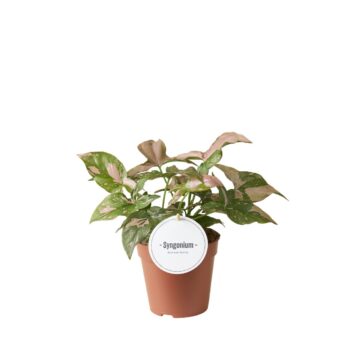 Syngonium Pink Splash
