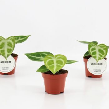 Anthurium Silver Blush