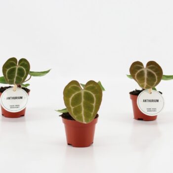 Anthurium Crystallinum