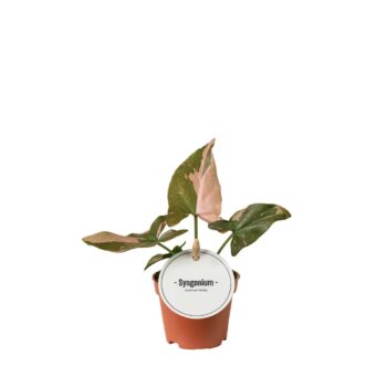 Syngonium Pink Splash