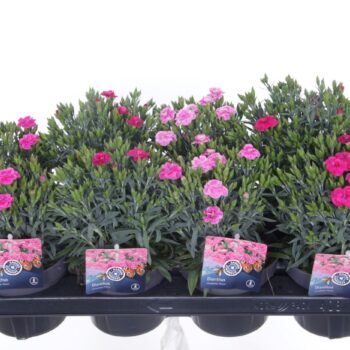 Dianthus caryophyllus Peman mix