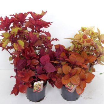Coleus Sunfighter mix