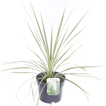 Cordyline australis Lime Passion