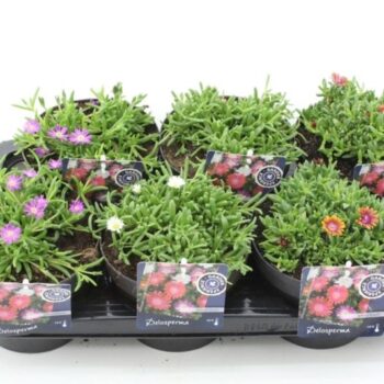 Delosperma cooperi Jewel of Desert mix