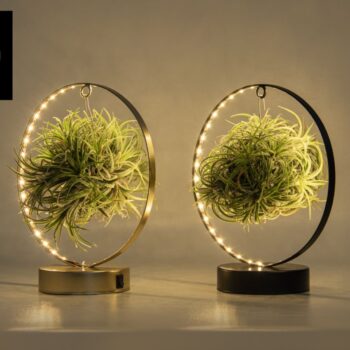 Tillandsia Led Edition