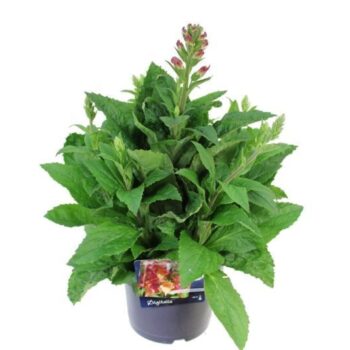 Digitalis (Digiplexis) Berry Canary