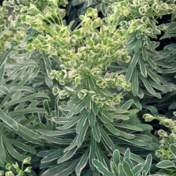 Euphorbia char. Glacier Blue