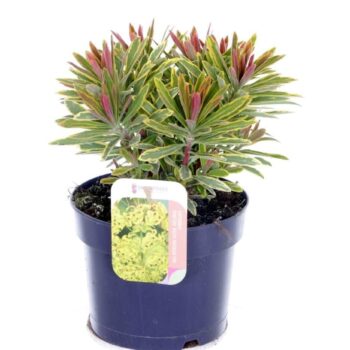 Euphorbia martinii Ascott Rainbow