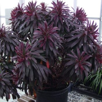 Euphorbia amyg. Ruby Glow