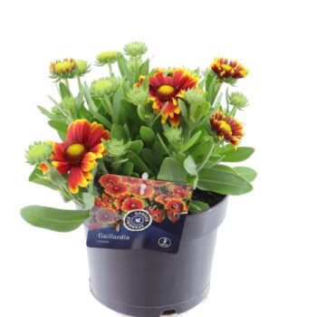Gaillardia aristata SpinTop mix
