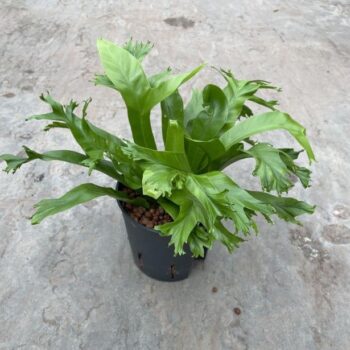 Asplenium Amy