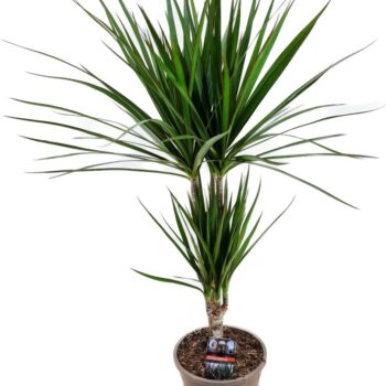 Dracaena marginata 30-10