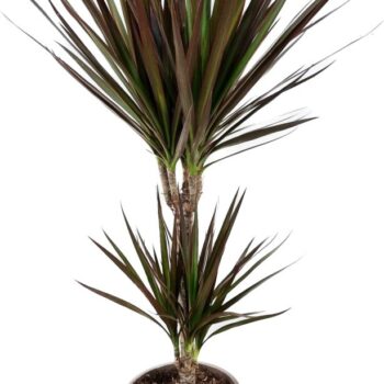 Dracaena magenta 30-10