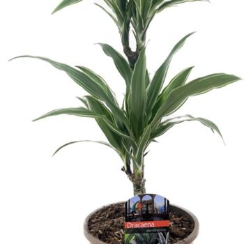 Dracaena deremensis warneckei 30-10