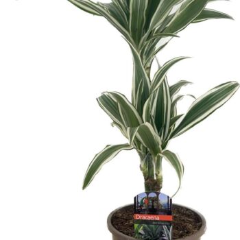 Dracaena deremensis white stripe 30-10