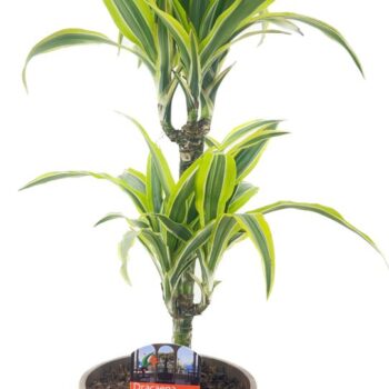 Dracaena deremensis lemon lime 30-10