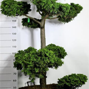 Chamaecyparis o. 'Contorta'