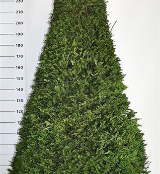 Taxus baccata