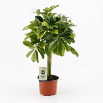 Schefflera compacta Nora