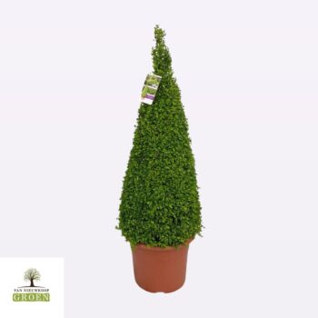 Buxus sempervirens Piramide 100-110
