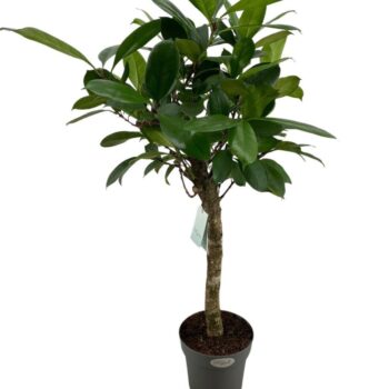 Ficus Cyathistipula
