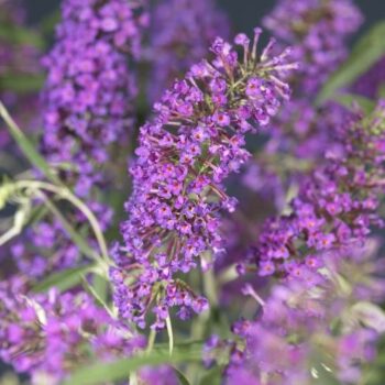 Buddleja davidii 'Nanho Purple' +butterfly label