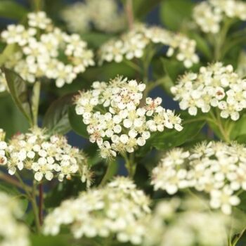 Aronia prunifolia 'Viking' +light label