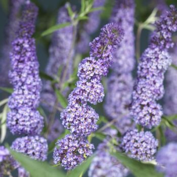 Buddleja davidii 'Nanho Blue' +butterfly label
